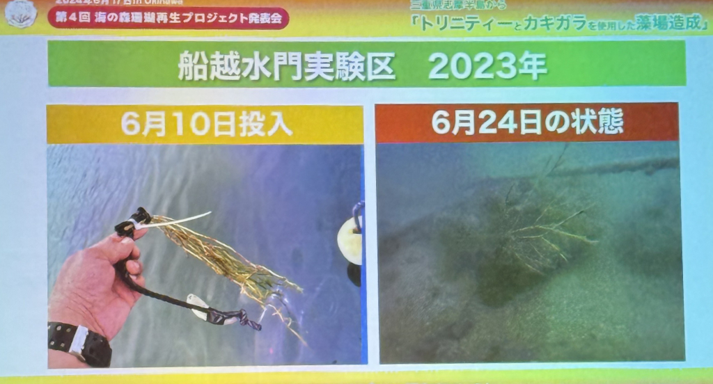 鮒越水門実験区アマモの状態 ２０２３年６月１０日投入、６月２４日の状況。